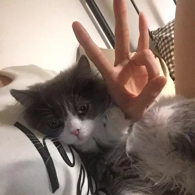 夏侯豪林香